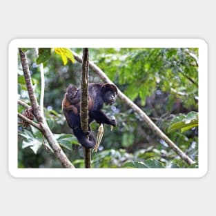 Howler monkey and baby Sticker